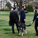 A handler walks Major, one of President Joe Biden and first lady Jill Biden's dogs, on the South Lawn of the White House in Washington, Wednesday, March 31, 2021.